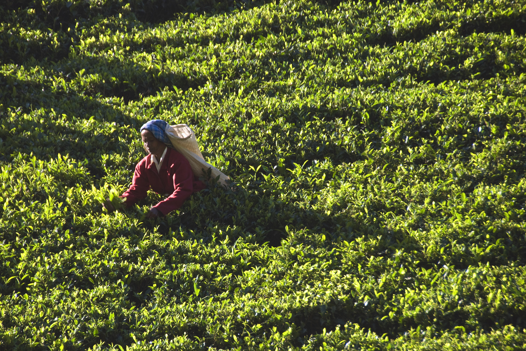 Nuwara Eliya Sri Lanka que voir blog voyage